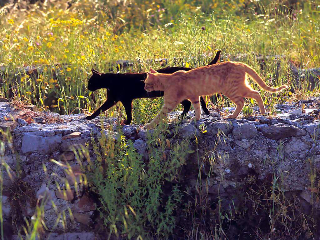 Gatti (124)